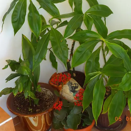 Maison d'hôtes Sveti Georgi 2*